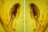 Detailed Fossil Fungus Gnat (Sciaridae) In Baltic Amber #197742-2